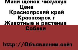 Мини щенок чихуахуа › Цена ­ 18 000 - Красноярский край, Красноярск г. Животные и растения » Собаки   